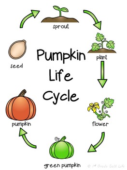 Pumpkin Life Cycle Activities by 1st Grade Salt Life | TpT