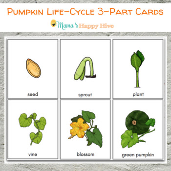 Pumpkin Parts and Life-Cycle 3-Part Cards by Mama's Happy Hive | TpT