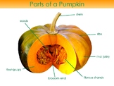 Parts of a Pumpkin Diagram, 3-part cards and coloring booklet Pumpkin anatomy
