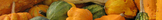 Digital Papers Set - Pumpkin Patch Theme