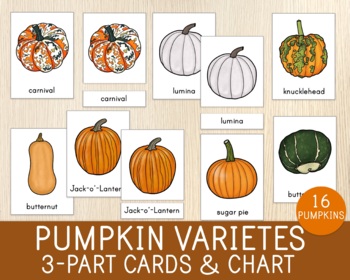Preview of Pumpkin Varietes 3-Part Cards & 1 Chart, Nomenclature Cards, Fall, Autumn