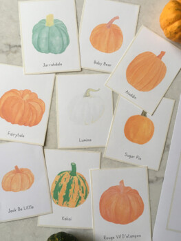 Preview of Pumpkin Varieties Bundle