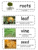 Pumpkin Vocabulary Cards - "Pumpkin Circle" & "A Day at th