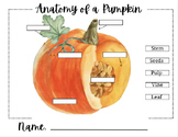 Pumpkin Worksheets Cycle & Anatomy