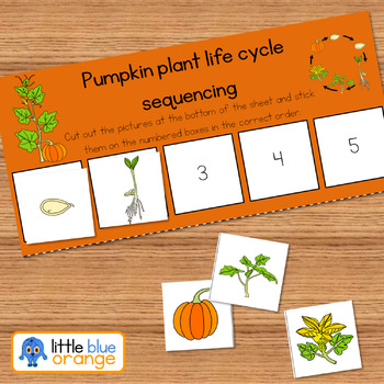 Pumpkin life cycle sequencing activity worksheet by Little Blue Orange