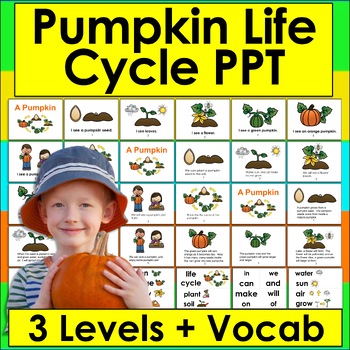Preview of Pumpkins Life Cycle PowerPoint -3 Levels + Illustrated Vocabulary Slides