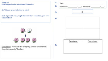 Preview of Punnet Square Activities + sample problems + quiz & key