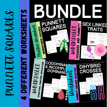 Preview of Punnett Square Practice Bundle