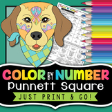 Punnett Square Color by Number - Genetics Practice Worksheet