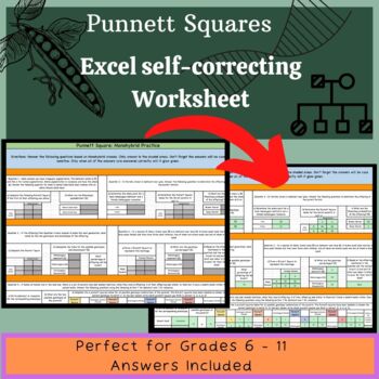 Preview of Punnett Square - Monohybrid Crosses - Self-Correcting Excel Worksheet