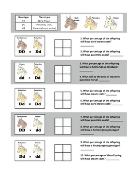 Punnett Square Practice: Codominance and Incomplete Dominance by Haney