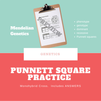 Preview of Punnett Square Practice - Monohybrid Squares