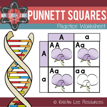 Punnett Squares Practice Worksheet by Kristin Lee Resources | TpT