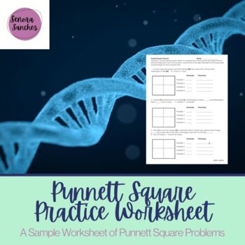 Preview of Punnett Square Practice Worksheet
