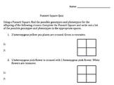 Punnett Square Quiz