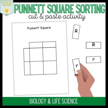 Punnett Square Sorting Board by Interactive Creations | TpT