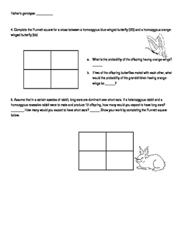 Punnett Square Worksheet by Amanda Behen | Teachers Pay Teachers