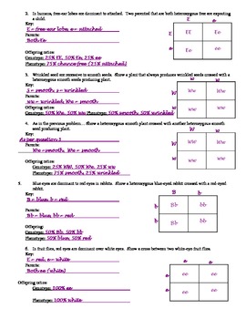 Punnett Square worksheet by Aussie Science Teacher | TpT