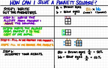 Preview of Punnett Squares Anchor Chart/Graphic Organizer