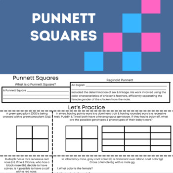 Preview of Punnett Squares Bundle