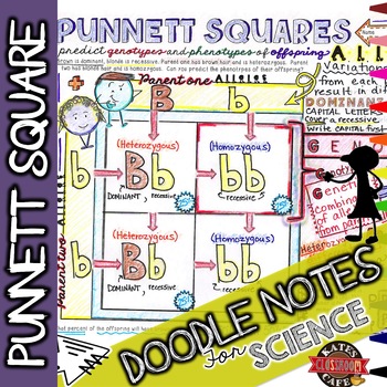 Preview of Punnett Squares Doodle Notes | Science Doodle Notes
