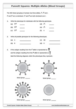 Alleles Worksheets Teaching Resources Teachers Pay Teachers