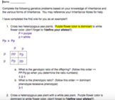 Punnett Squares Problems