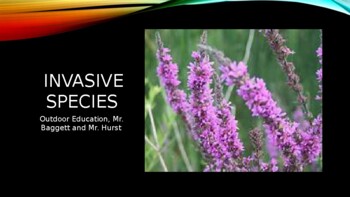 Preview of Purple Loosestrife