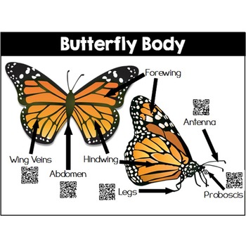 QR Code Centers: Butterfly Life Cycle by Teach With Ashley | TpT