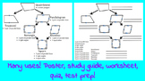 Quadrilateral Flow Chart