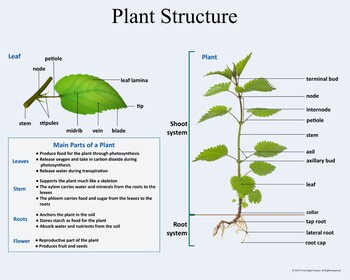 Plant Structure And Function Powerpoint