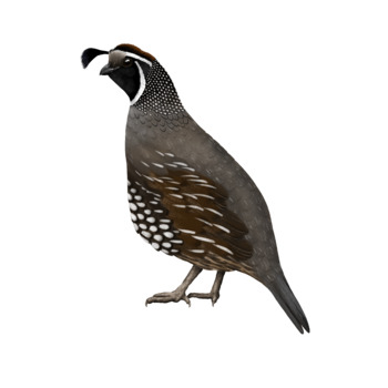 Quail Drawing by Leila And Po Studio | Teachers Pay Teachers