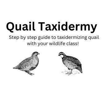 Preview of Quail Taxidermy