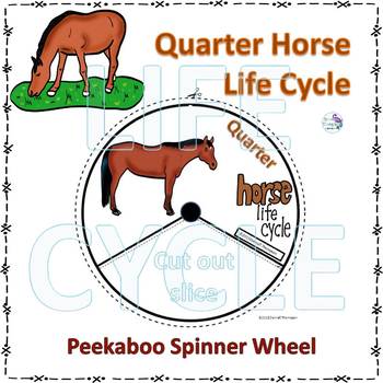 Quarter Horse (Life Cycle Spinner) by Donna Thompson | TpT