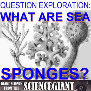 Preview of Question Exploration: What Are Sea Sponges?