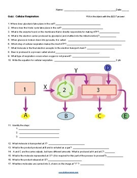 pre lesson homework quiz cellular respiration
