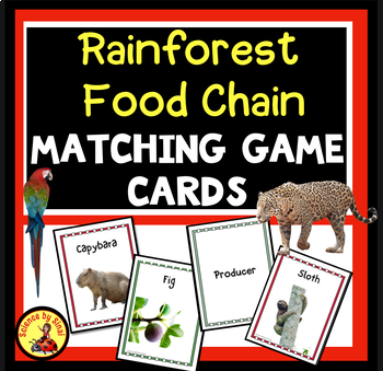 Rainforest Food Chain Teaching Resources | TPT