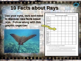 RAYS (stingrays, mantas & more: 10 facts engaging PPT (lin