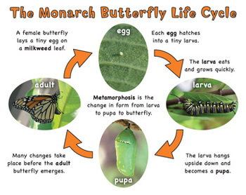 Monarch Butterfly Life Cycle by Loreen Leedy | Teachers Pay Teachers