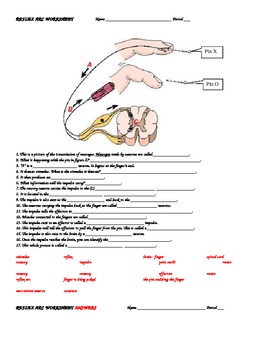 Preview of REFLEX ARC (PATHWAY) WORKSHEET