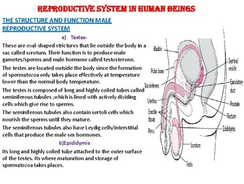 Preview of REPRODUCTIVE SYSTEM IN MAMMALS