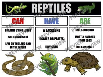 Preview of REPTILES Anchor Chart