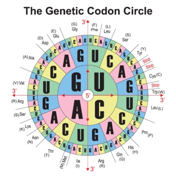 Preview of RNA Codons Chart For Amino Acids Sequences. The Genetic Codon Circle.
