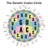 RNA Codons Chart For Amino Acids Sequences. The Genetic Co