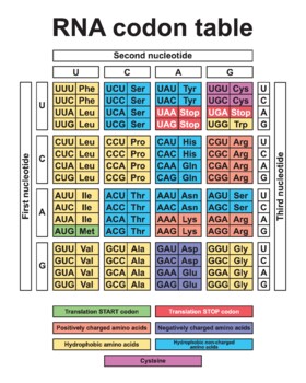 Preview of RNA Codons Chart For Amino Acids Sequences. The RNA Codon Table.