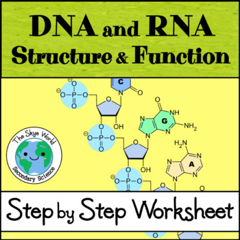 dna and rna structure and function