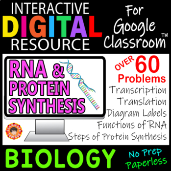 Preview of RNA & Protein Synthesis ~ Interactive Digital Resource for Google Drive~ Biology