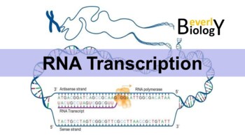 Preview of RNA Transcription PowerPoint (& free student handout)