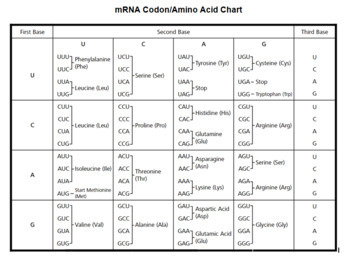 Mrna Translation Chart