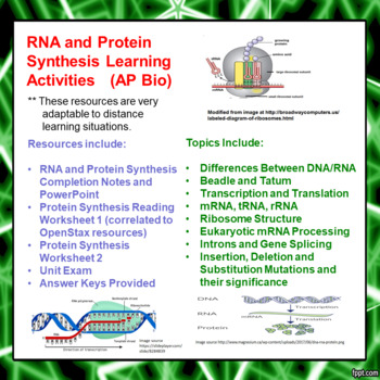 Preview of RNA and Protein Synthesis Learning Activities for AP Biology (Distance Learning)